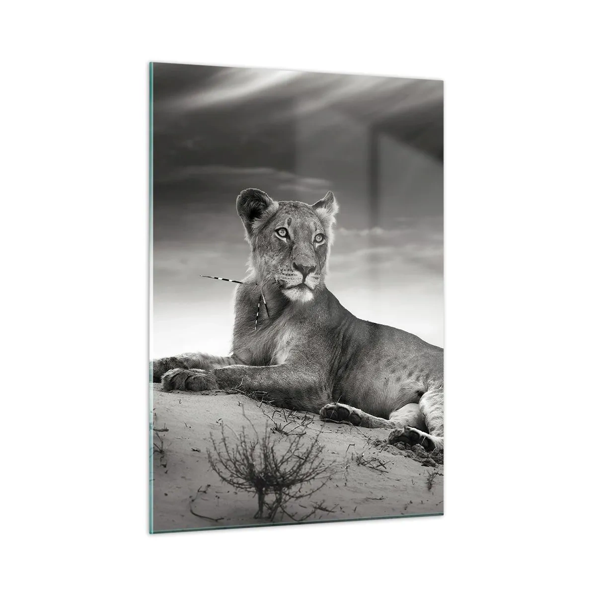 Quadro su vetro - Lasciato sdraiato nel deserto in una cornice in bianco e nero - 50x70cm - Il riposo della regina del deserto - Decorazione murale moderna per soggiorno e camera da letto ARTTOR