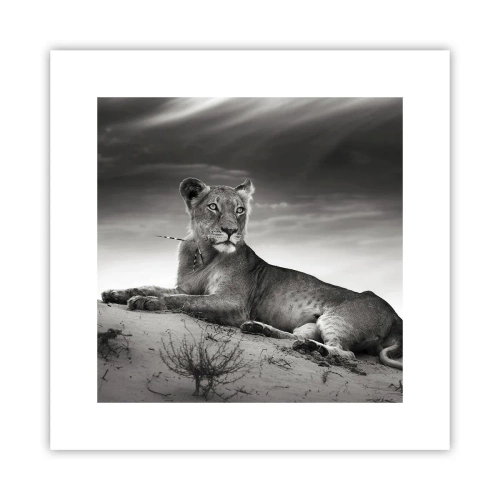 Poster - Il riposo della regina del deserto - 30x30 cm