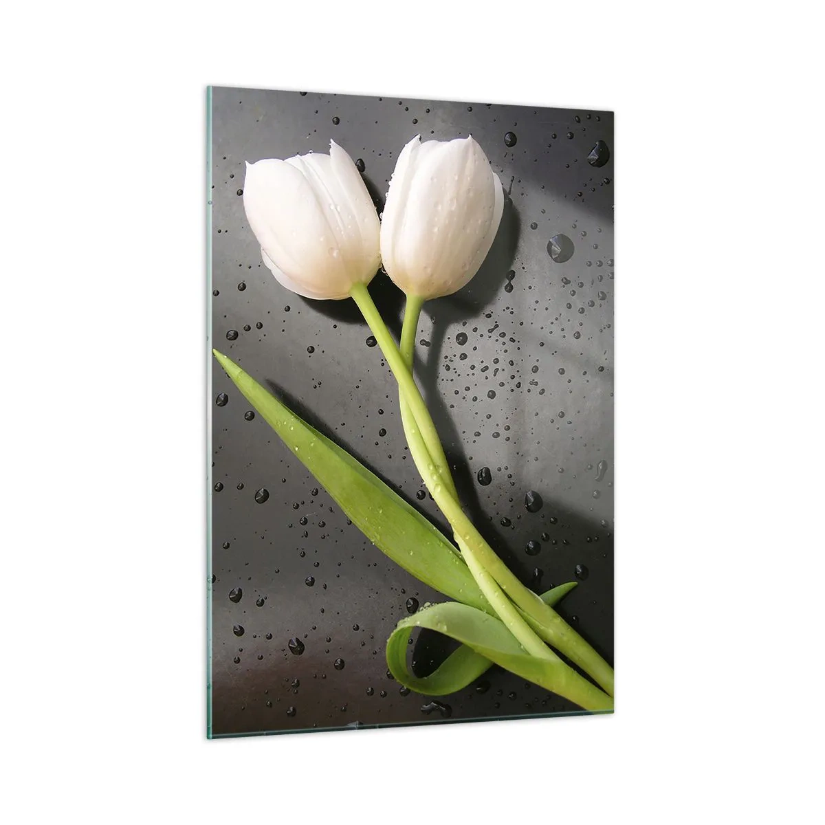 Quadro su vetro - Tulipani bianchi su uno sfondo con gocce d'acqua - 50x70cm - Intreccio primaverile - Decorazione murale moderna per soggiorno e camera da letto ARTTOR