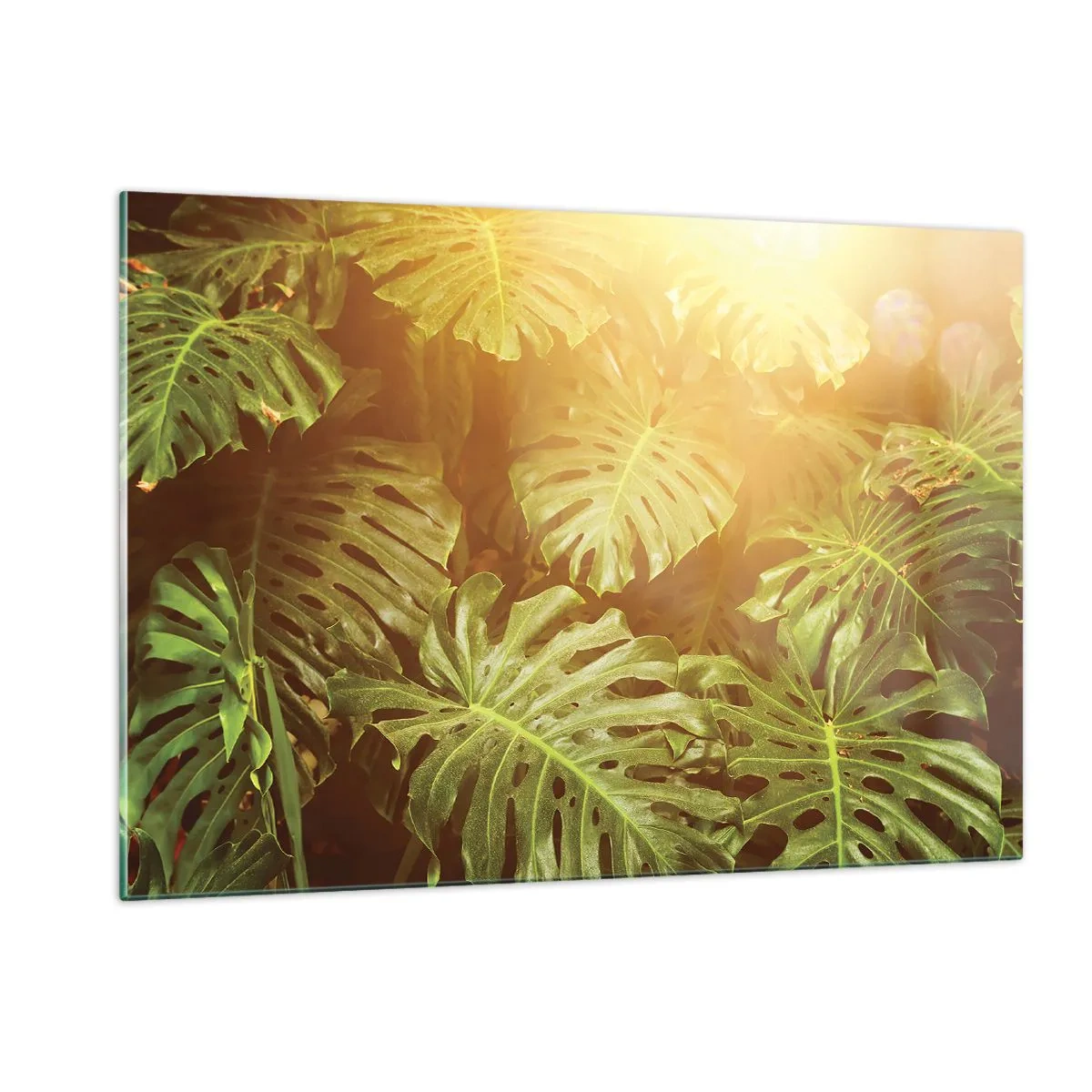 Quadro su vetro - Foglie verdi di monstera nella luce dorata del sole tropicale - 120x80cm - Entrando nel verde... - Decorazione murale moderna per soggiorno e camera da letto ARTTOR