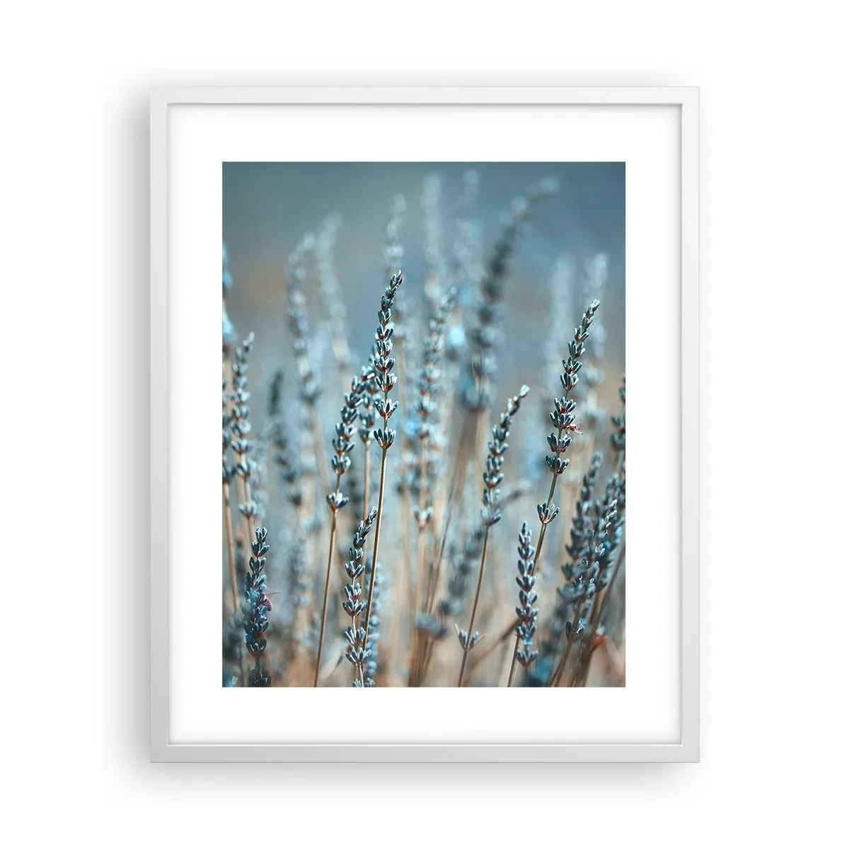 Poster in cornice bianca - Campo profumato - 40x50 cm