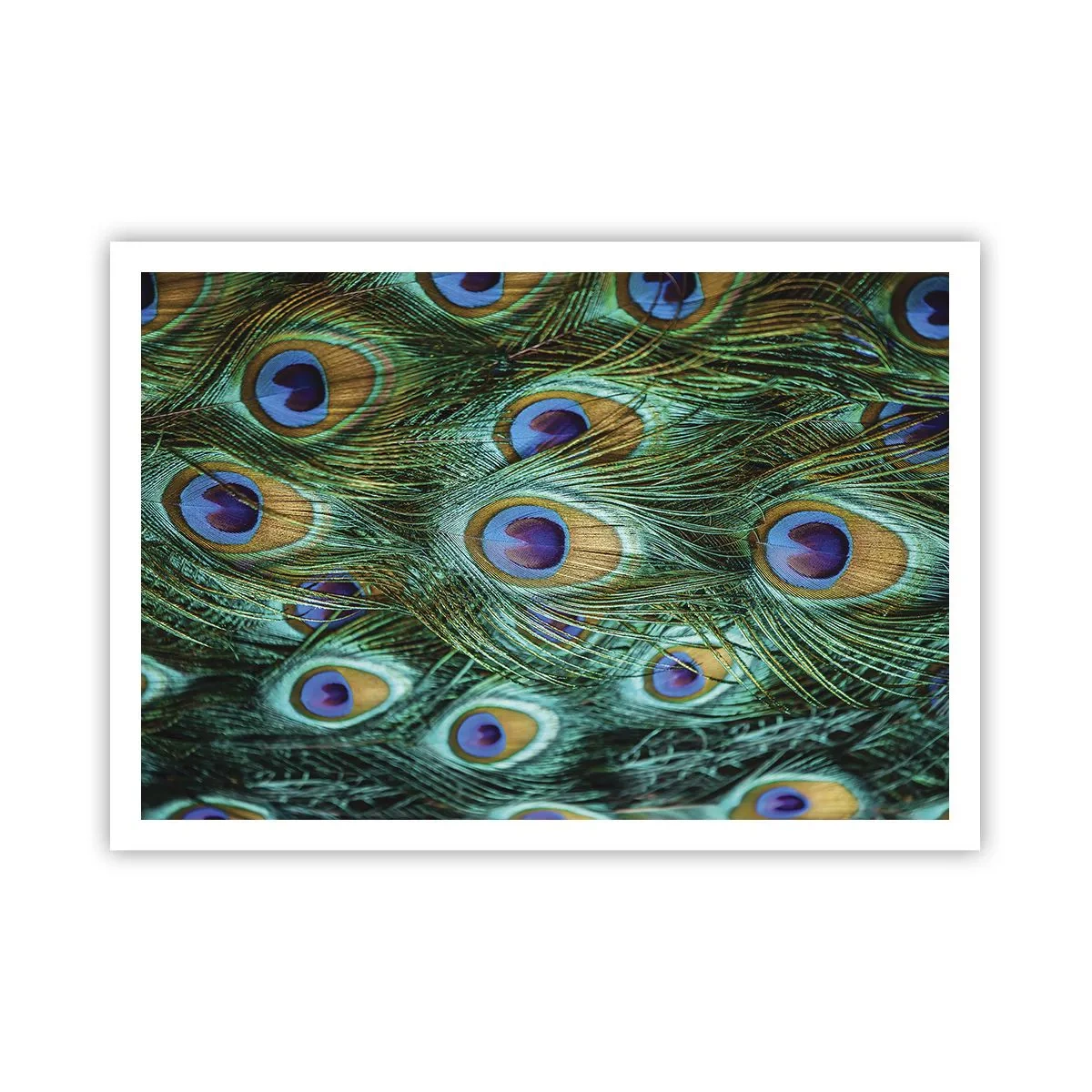 Poster - Dettagli di piume di pavone in colori intensi - 100x70cm - Lo sguardo del pavone - Decorazione murale moderna per soggiorno e camera da letto ARTTOR
