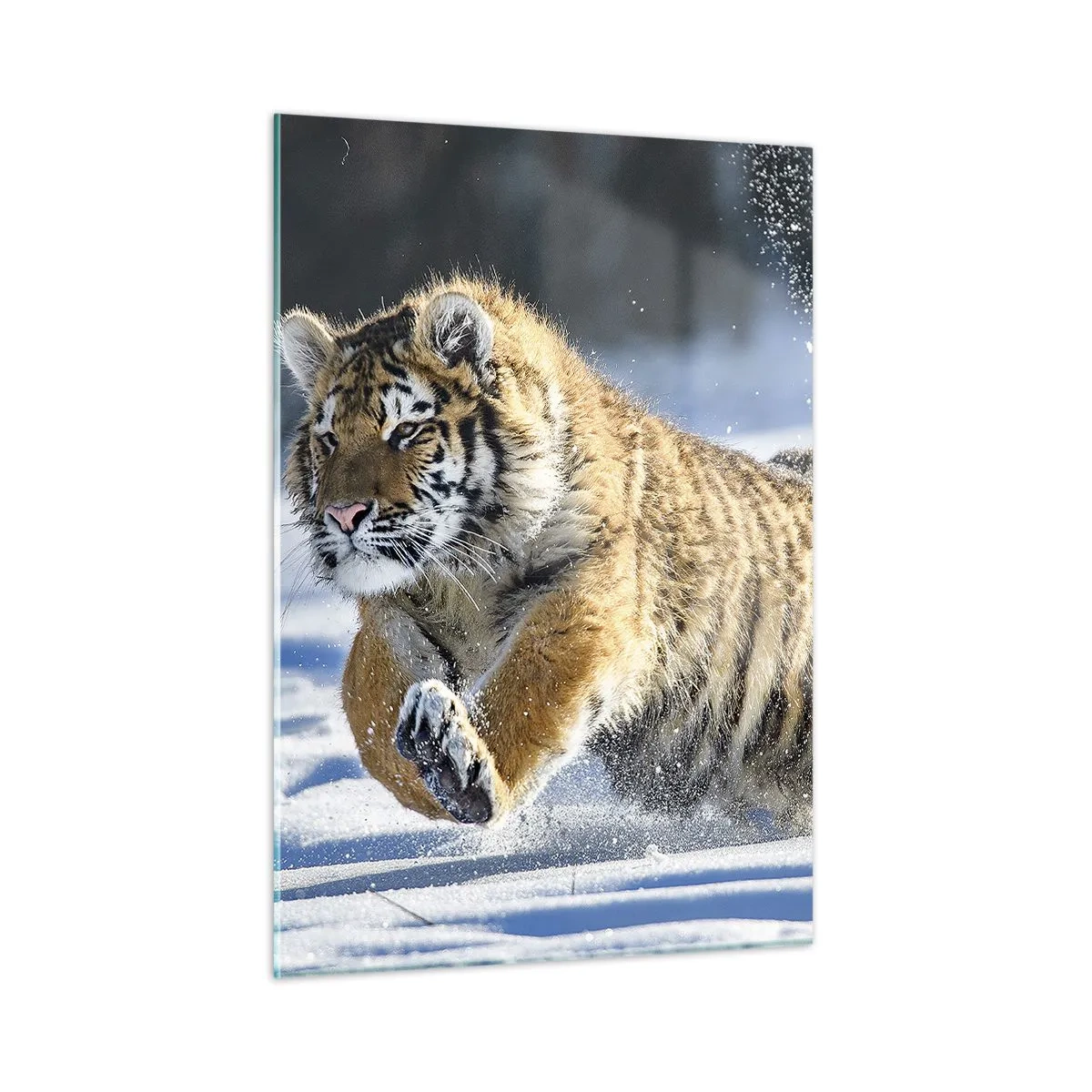 Quadro su vetro - Una tigre siberiana corre nella neve in un paesaggio invernale. - 50x70cm - La dea della taiga siberiana - Decorazione murale moderna per soggiorno e camera da letto ARTTOR