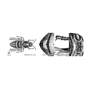 Campione Di Fotomurale Standard Eco - Dal pianeta degli insetti - Vespa, Insetto, Minimalista - 100x30 cm