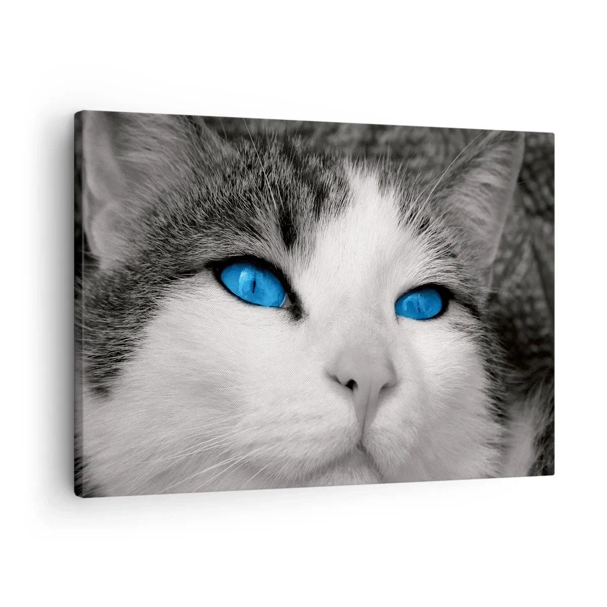 Quadro su tela - Stampe su Tela - Ritratto di un gatto con gli occhi azzurri in stile bianco e nero - 70x50cm - Insoliti occhi azzurri - Decorazione murale moderna per soggiorno e camera da letto ARTTOR