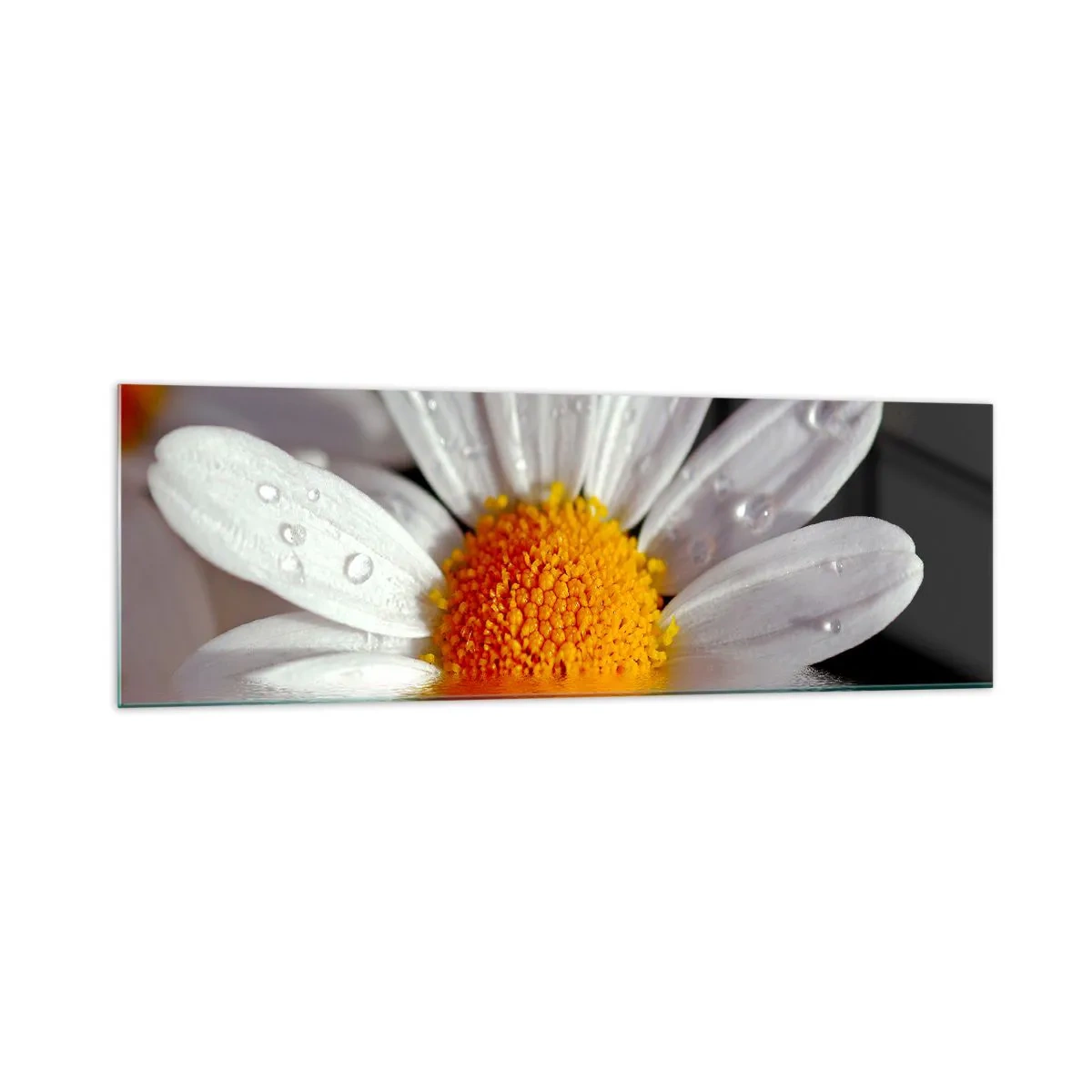 Quadro su vetro - Una margherita bianca con gocce d'acqua immerse in un riflesso d'acqua - 160x50cm - L'alba della margherita - Decorazione murale moderna per soggiorno e camera da letto ARTTOR