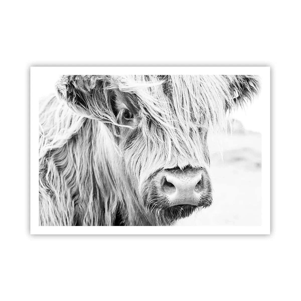 Poster - Ritratto di una mucca scozzese in bianco e nero - 100x70cm - Selvaticità scozzese - Decorazione murale moderna per soggiorno e camera da letto ARTTOR