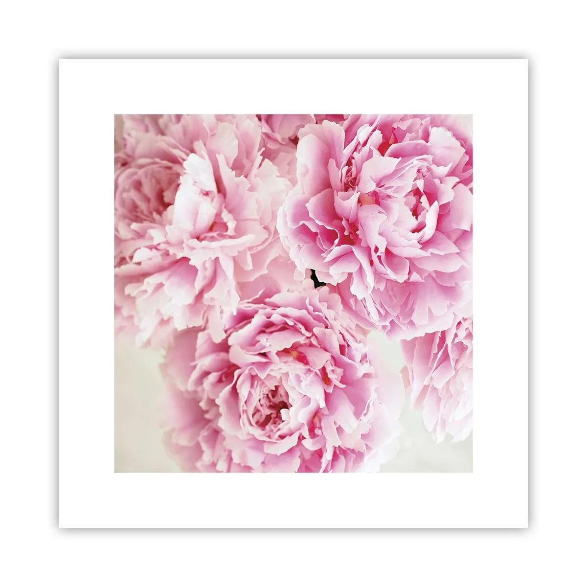 Poster - Nel fasto rosa - 30x30 cm