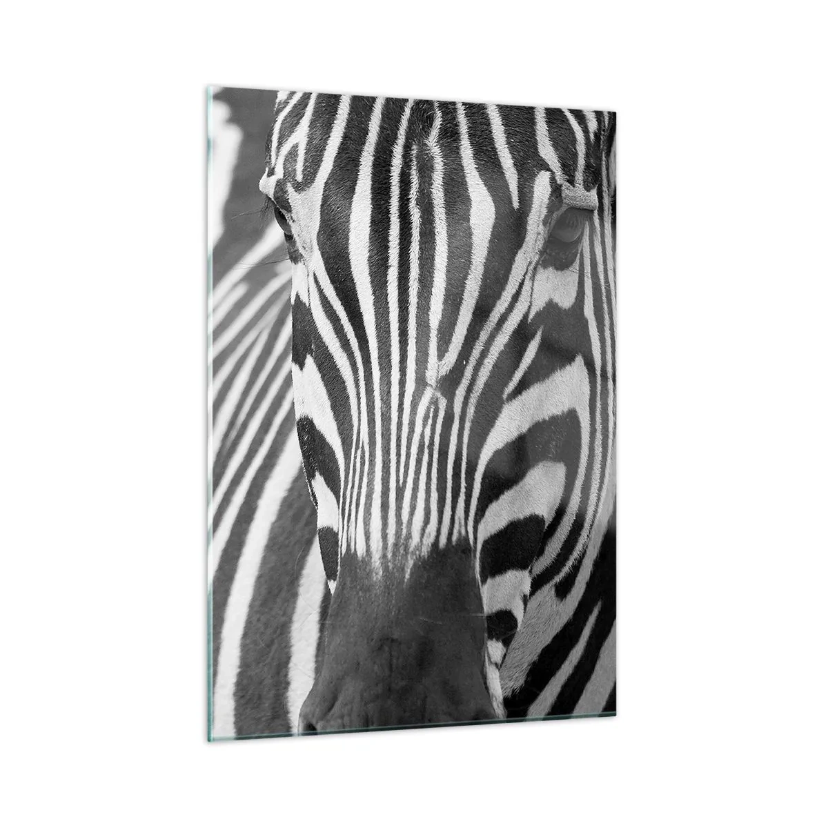 Quadro su vetro - Ritratto in bianco e nero di una zebra con strisce visibili - 50x70cm - Il mondo è in bianco e nero - Decorazione murale moderna per soggiorno e camera da letto ARTTOR