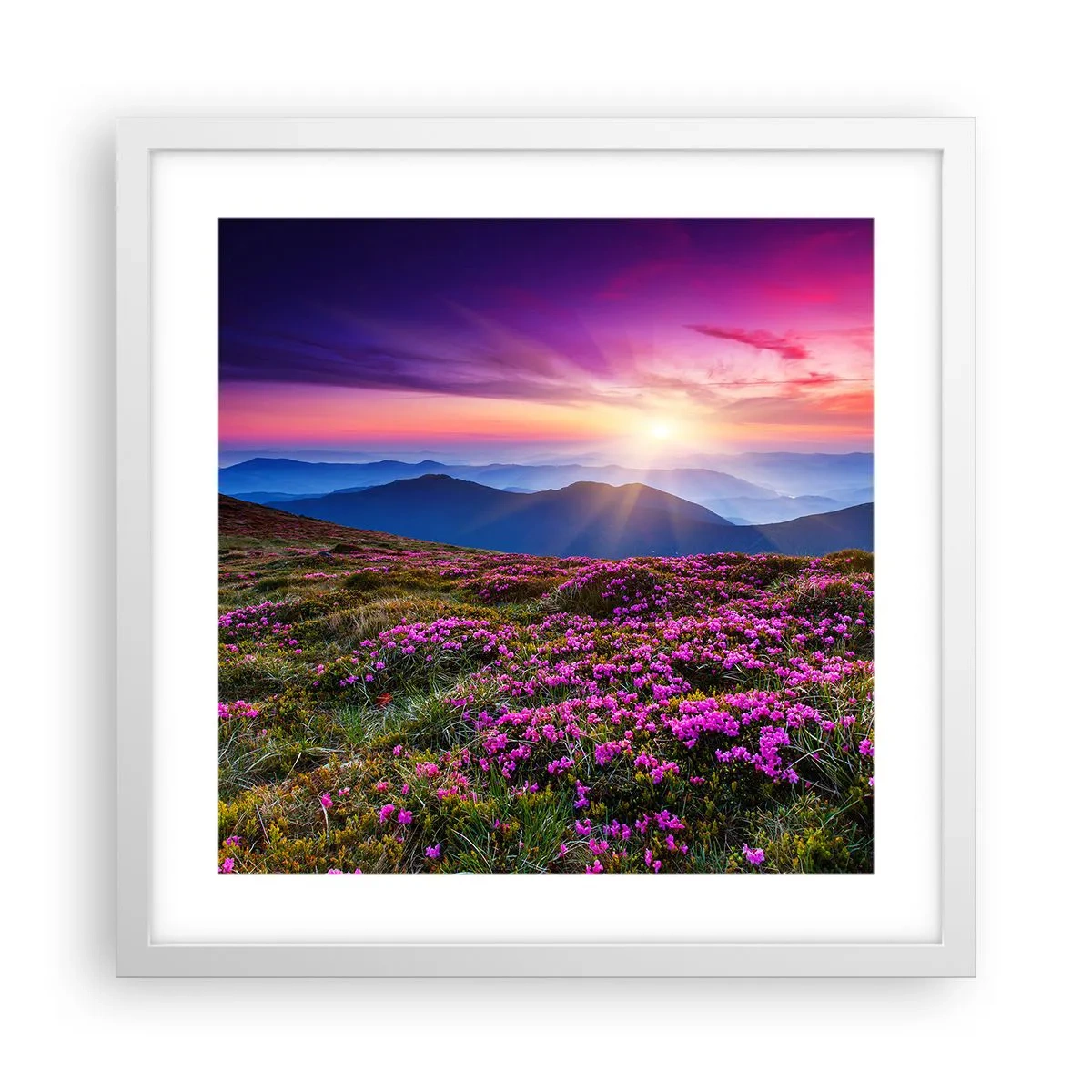 Poster in cornice bianca - Il profumo dei fiori freschi del campo - 40x40 cm