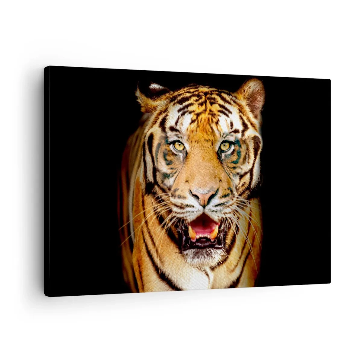 Quadro su tela - Stampe su Tela - Una tigre con la bocca aperta su uno sfondo nero - 70x50cm - Cuore selvatico - Decorazione murale moderna per soggiorno e camera da letto ARTTOR
