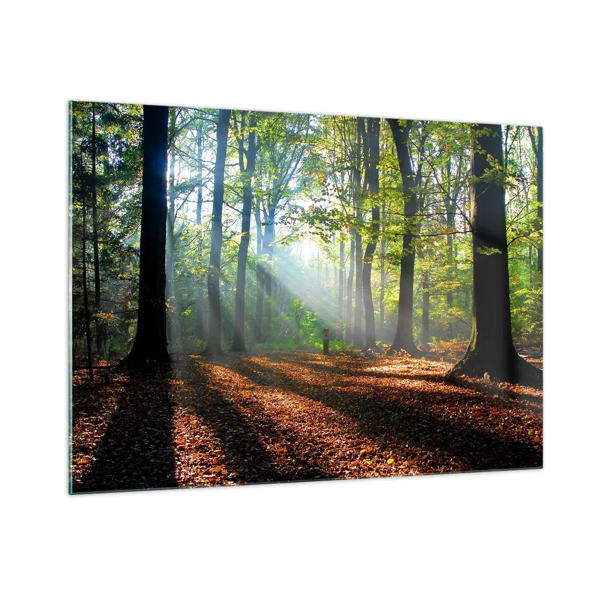 Quadro su vetro - Una foresta sotto i raggi del sole in uno scenario autunnale - 100x70cm - Luci e ombre - Decorazione murale moderna per soggiorno e camera da letto ARTTOR