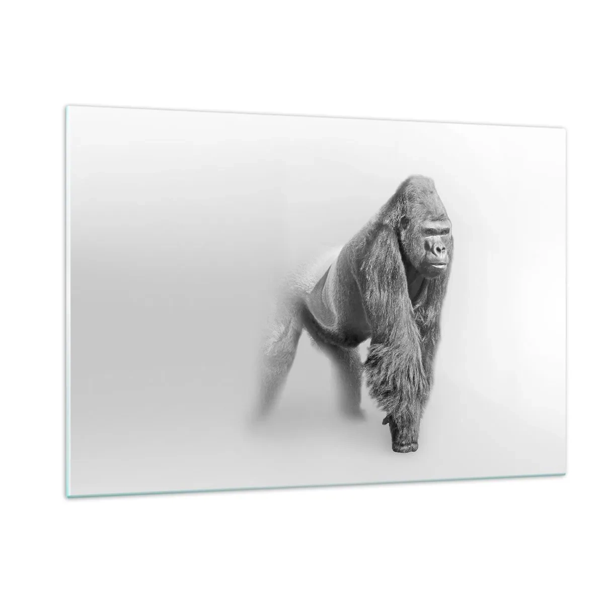 Quadro su vetro - Ritratto in bianco e nero di un maestoso gorilla su sfondo bianco - 120x80cm - Sicuro della propria forza - Decorazione murale moderna per soggiorno e camera da letto ARTTOR