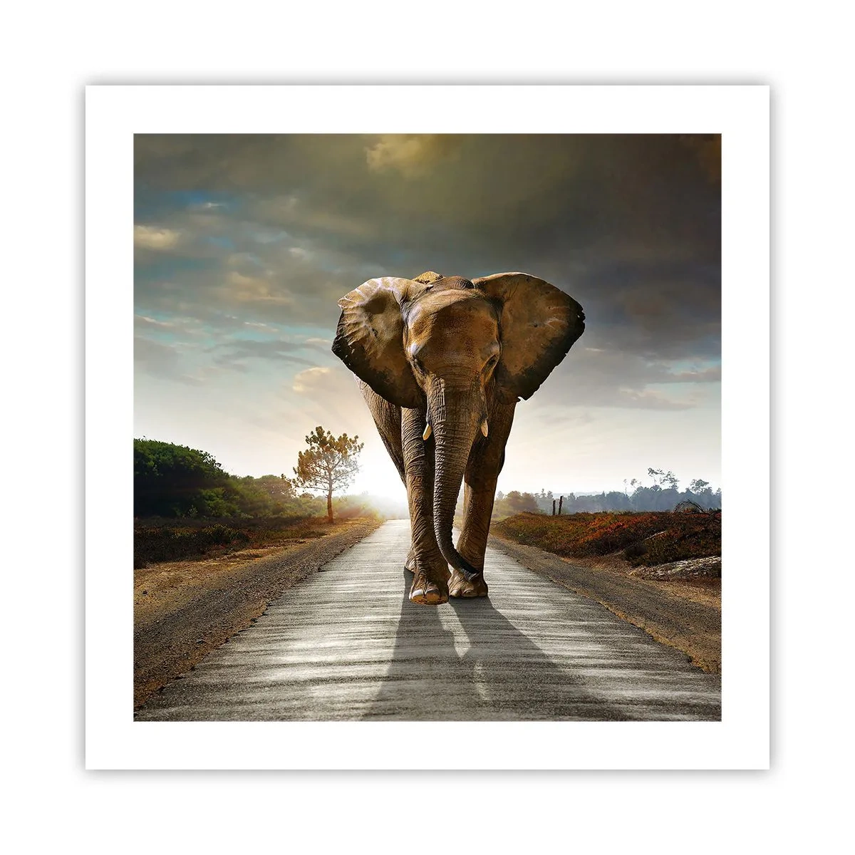 Poster - E non nel negozio di cristalli - 50x50 cm