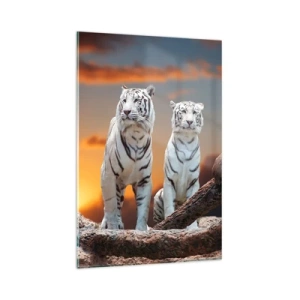 Quadro su vetro - Tigri bianche al tramonto sullo sfondo della natura - 80x120cm - Proprio come a Narnia - Decorazione murale moderna per soggiorno e camera da letto ARTTOR
