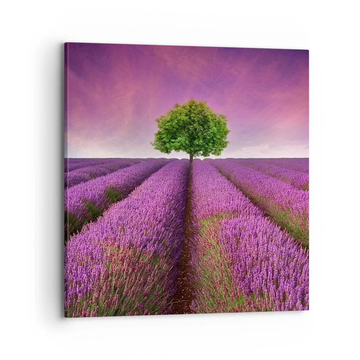 Quadro su tela - Stampe su Tela - Sui campi di lavanda - 70x70 cm