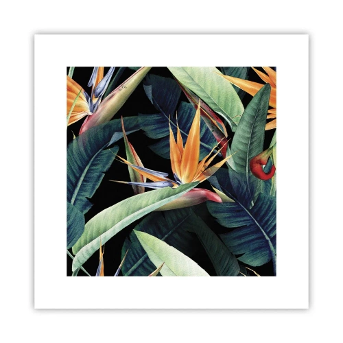 Poster - I fiori fiammeggianti dei tropici - 30x30 cm