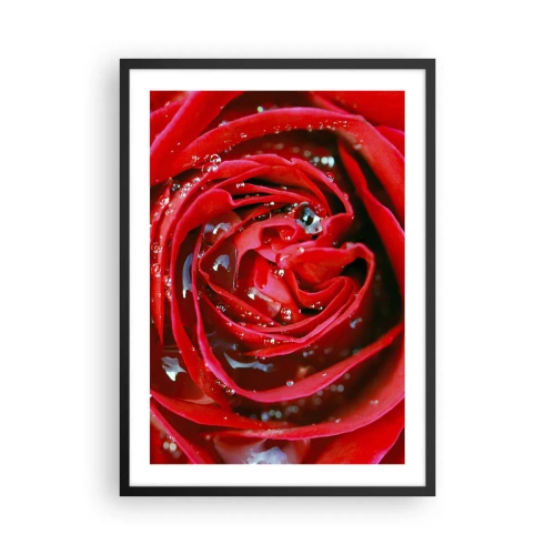 Poster in cornice nera - Primo piano di una rosa rossa con gocce d'acqua - 50x70cm - Nelle gocce della rugiada - Decorazione murale moderna per soggiorno e camera da letto ARTTOR