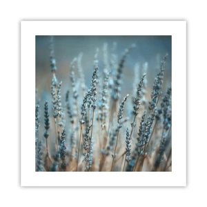 Poster - Campo profumato - 40x40 cm