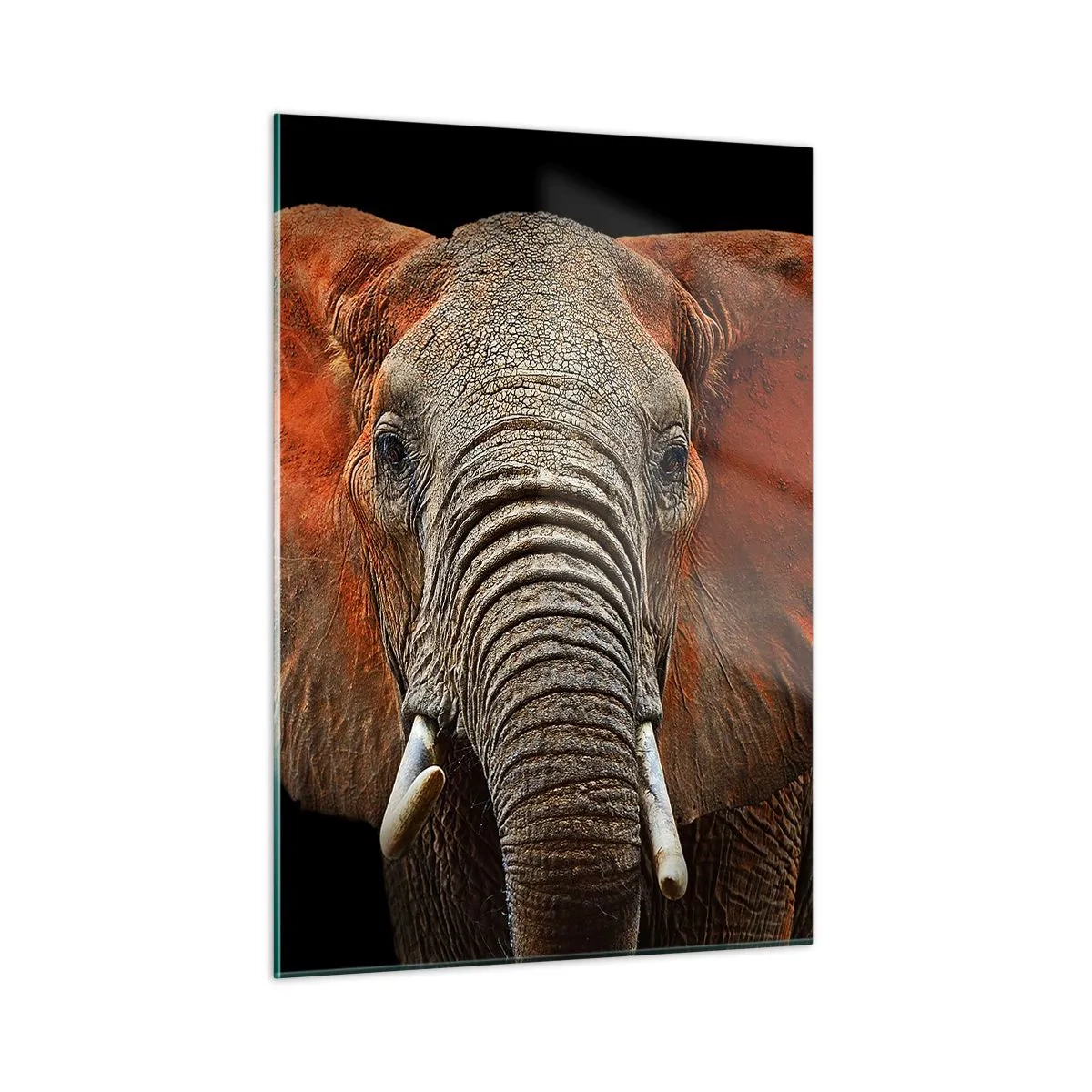 Quadro su vetro - Ritratto di un maestoso elefante su sfondo nero - 50x70cm - Sono selvaggio e tu? - Decorazione murale moderna per soggiorno e camera da letto ARTTOR
