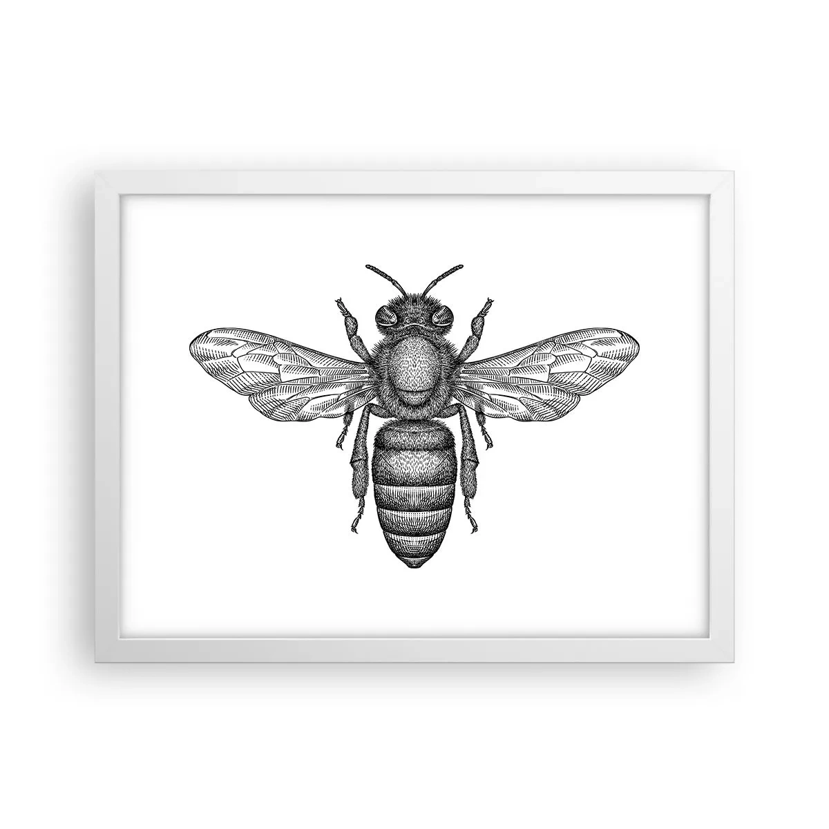 Poster in cornice bianca - Ritratto d'insetto - 40x30 cm