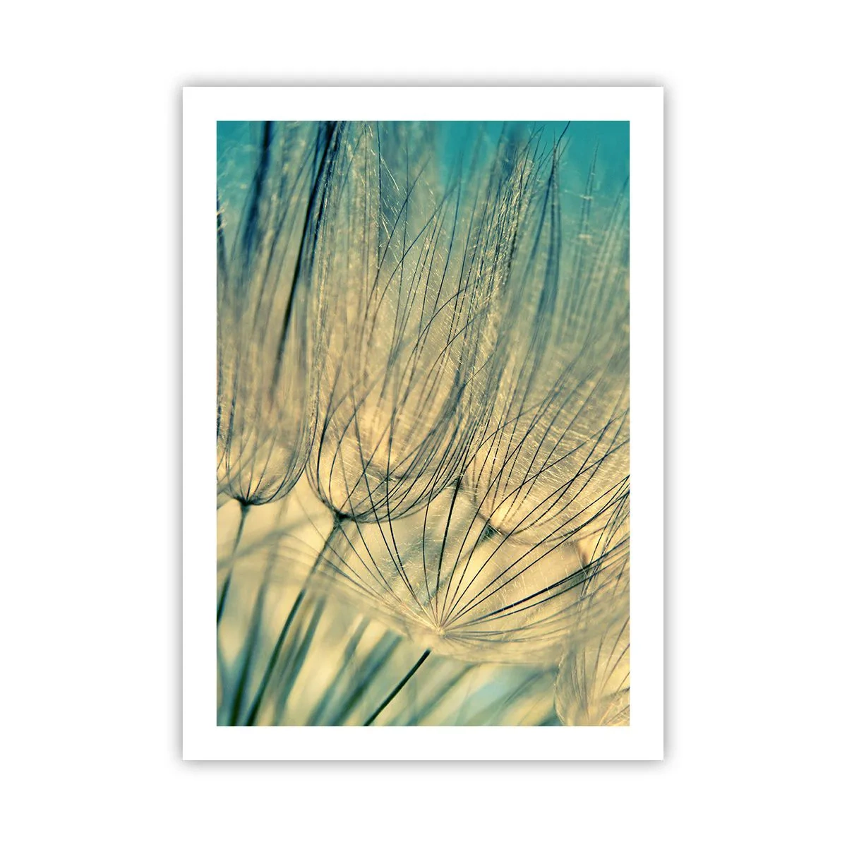 Poster - Macrofotografia di delicati denti di leone alla luce del sole al tramonto - 50x70cm - Aspettando il vento - Decorazione murale moderna per soggiorno e camera da letto ARTTOR