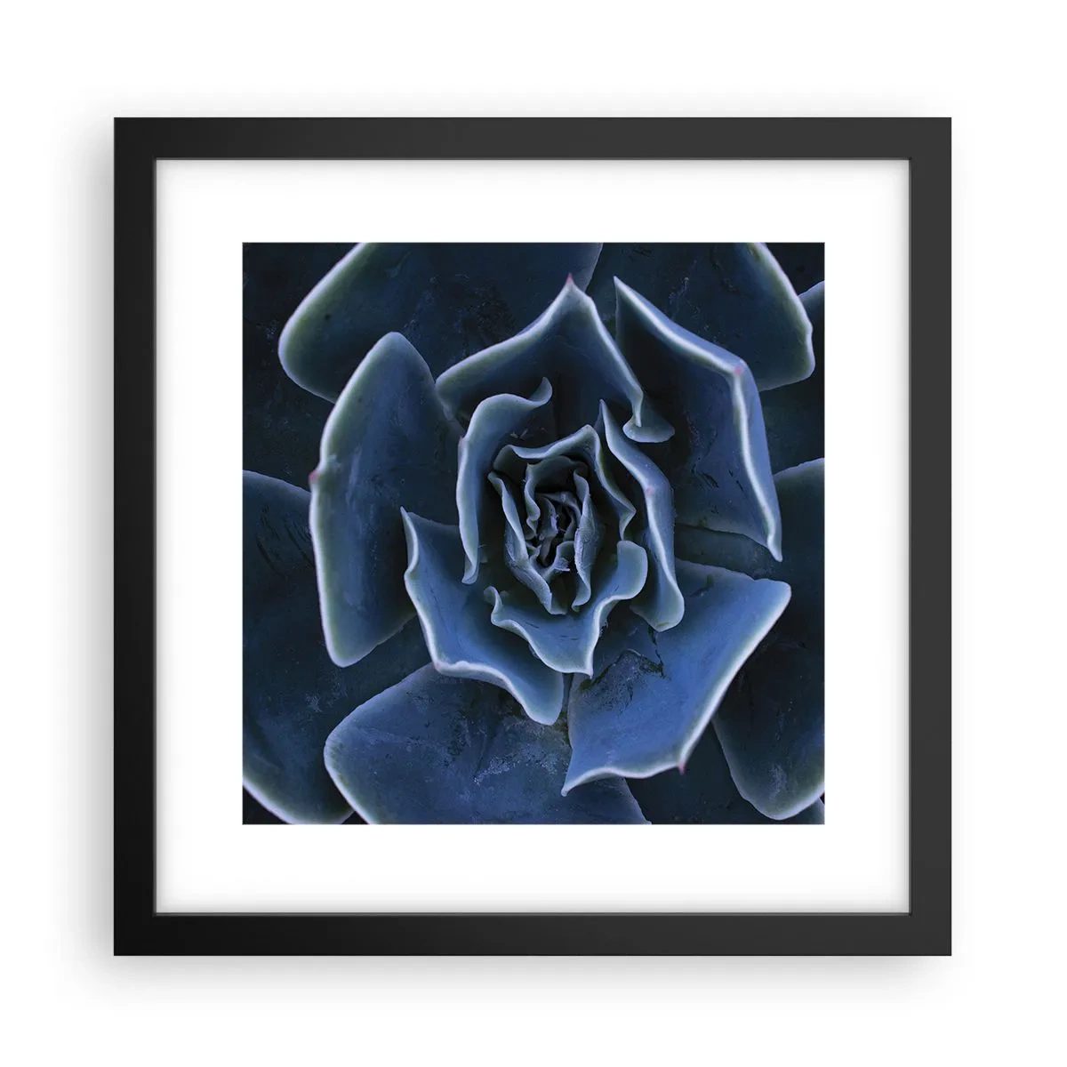 Poster in cornice nera - Fiore del deserto - 30x30 cm