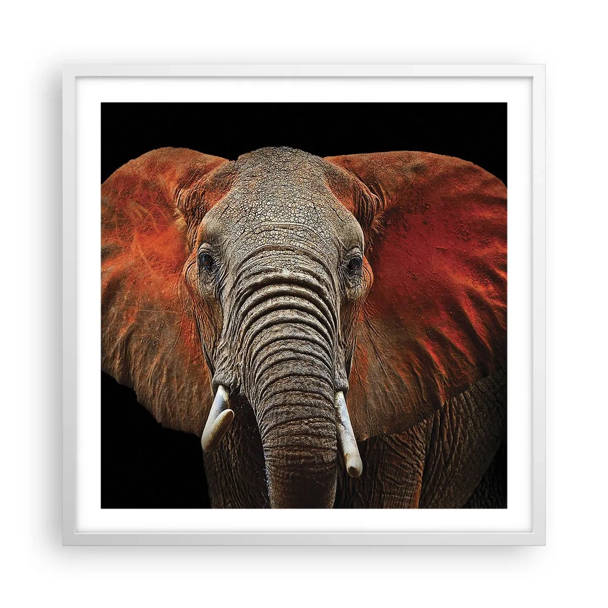 Poster in cornice bianca - Sono selvaggio e tu? - 60x60 cm