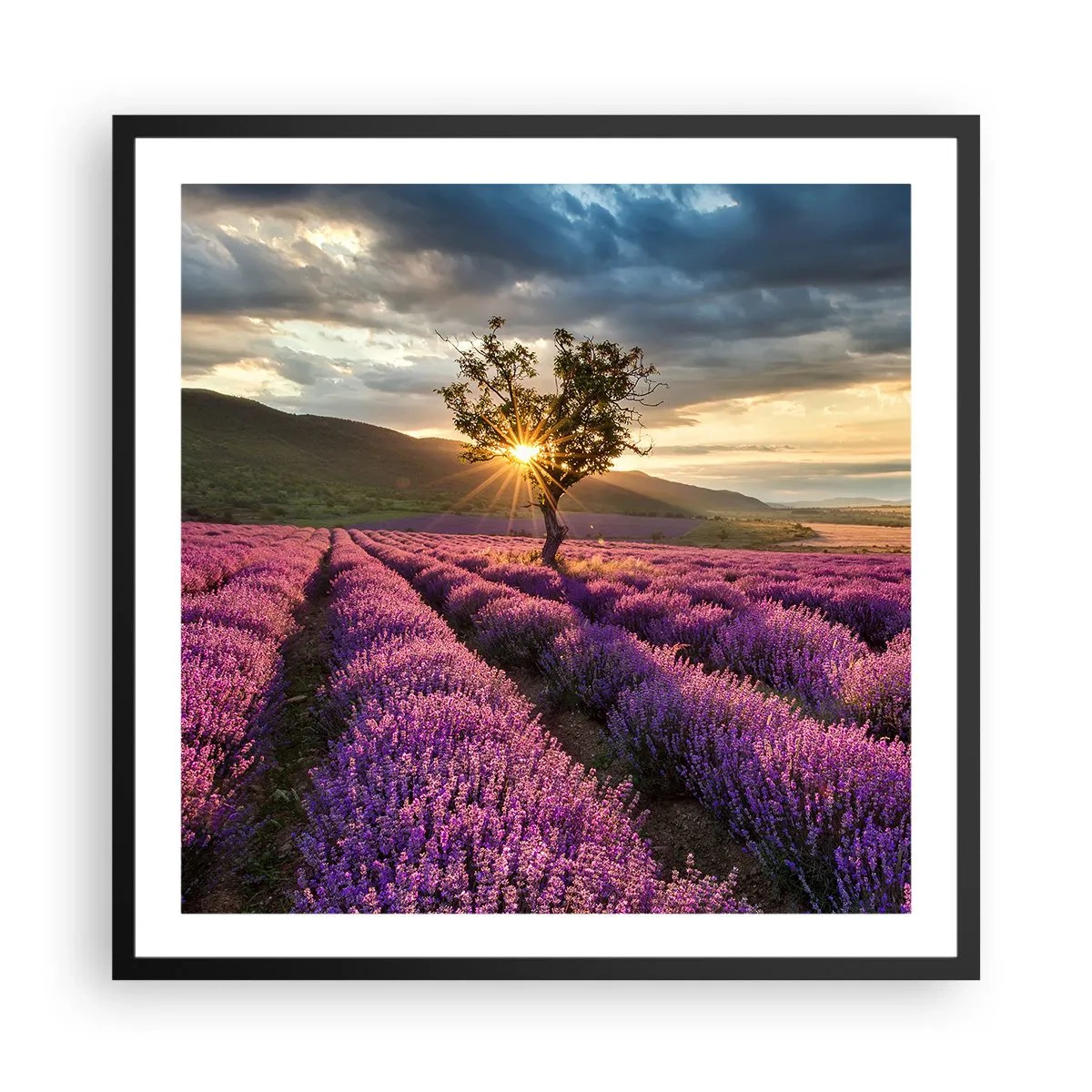 Poster in cornice nera - Aroma di colore lilla - 60x60 cm