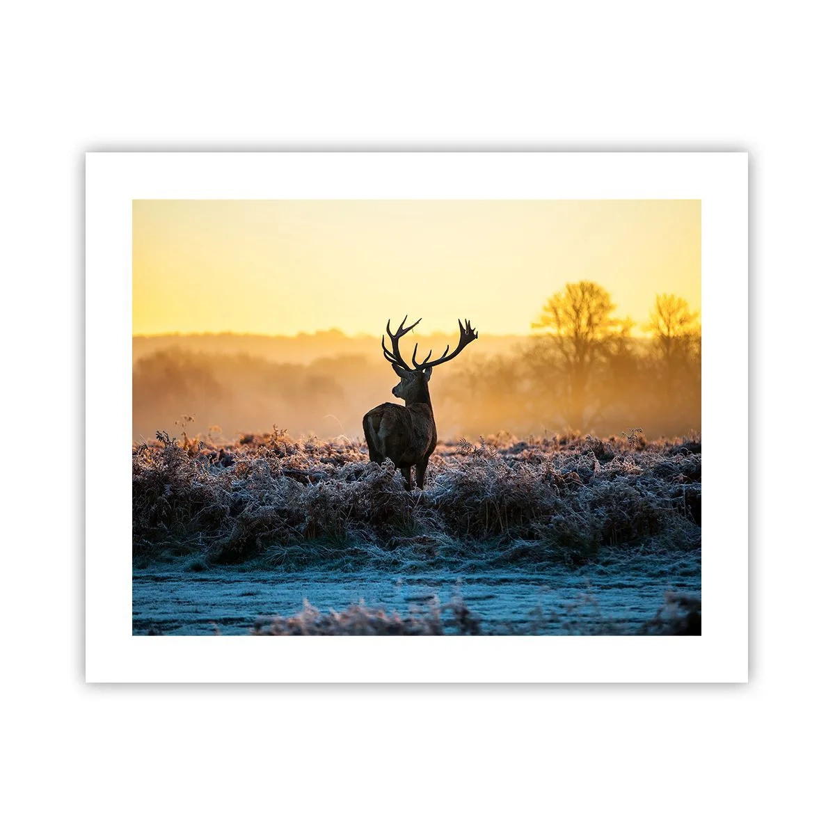 Poster - Incoronato nelle sue terre - 50x40 cm