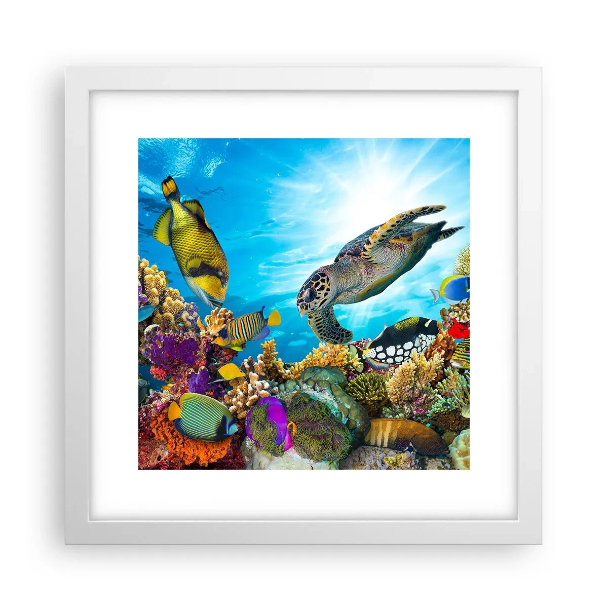 Poster in cornice bianca - Passeggiata corallina - 30x30 cm