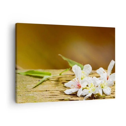 Quadro su tela - Stampe su Tela - Fiori bianchi su uno sfondo di legno alla luce naturale - 70x50cm - Promessa innocente - Decorazione murale moderna per soggiorno e camera da letto ARTTOR