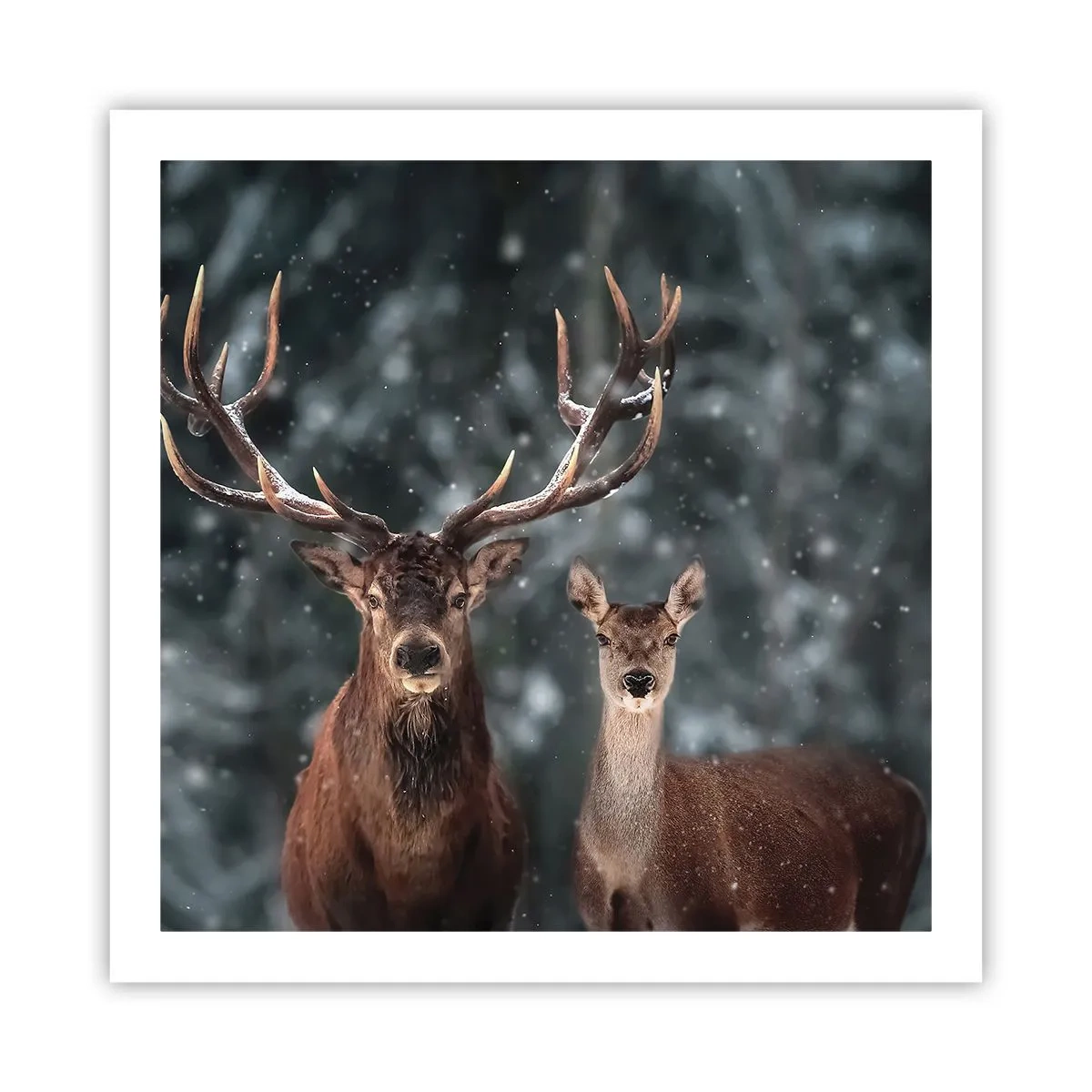 Poster - Il re della foresta con la consorte - 60x60 cm