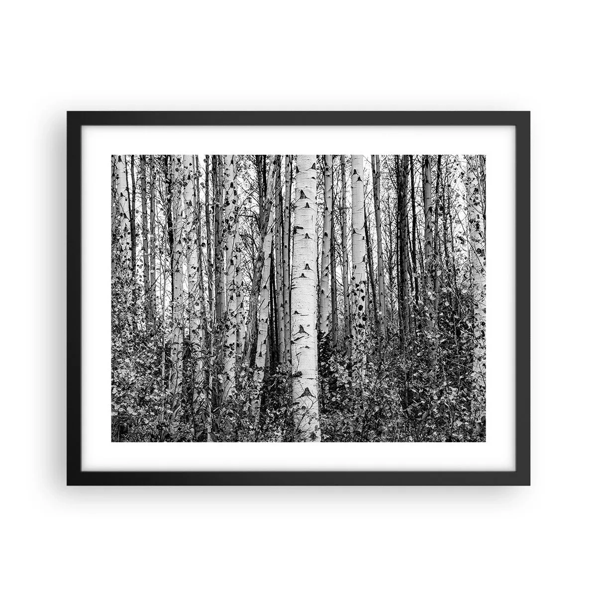 Poster in cornice nera - Colonnato di betulle - 50x40 cm