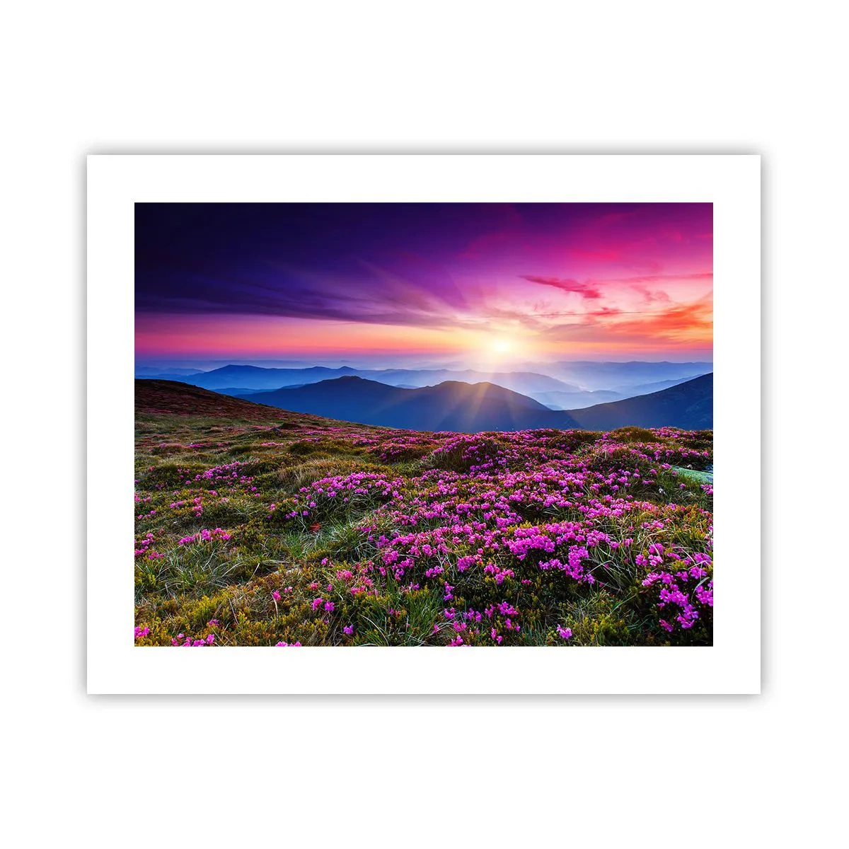 Poster - Il profumo dei fiori freschi del campo - 50x40 cm
