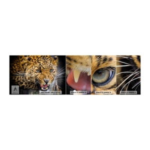 Campione di Fotomurale Adesivo Deluxe Sticker - Non avvicinarti, ti avverto! - Animali, leopardo, Gatto selvatico - 100x30 cm