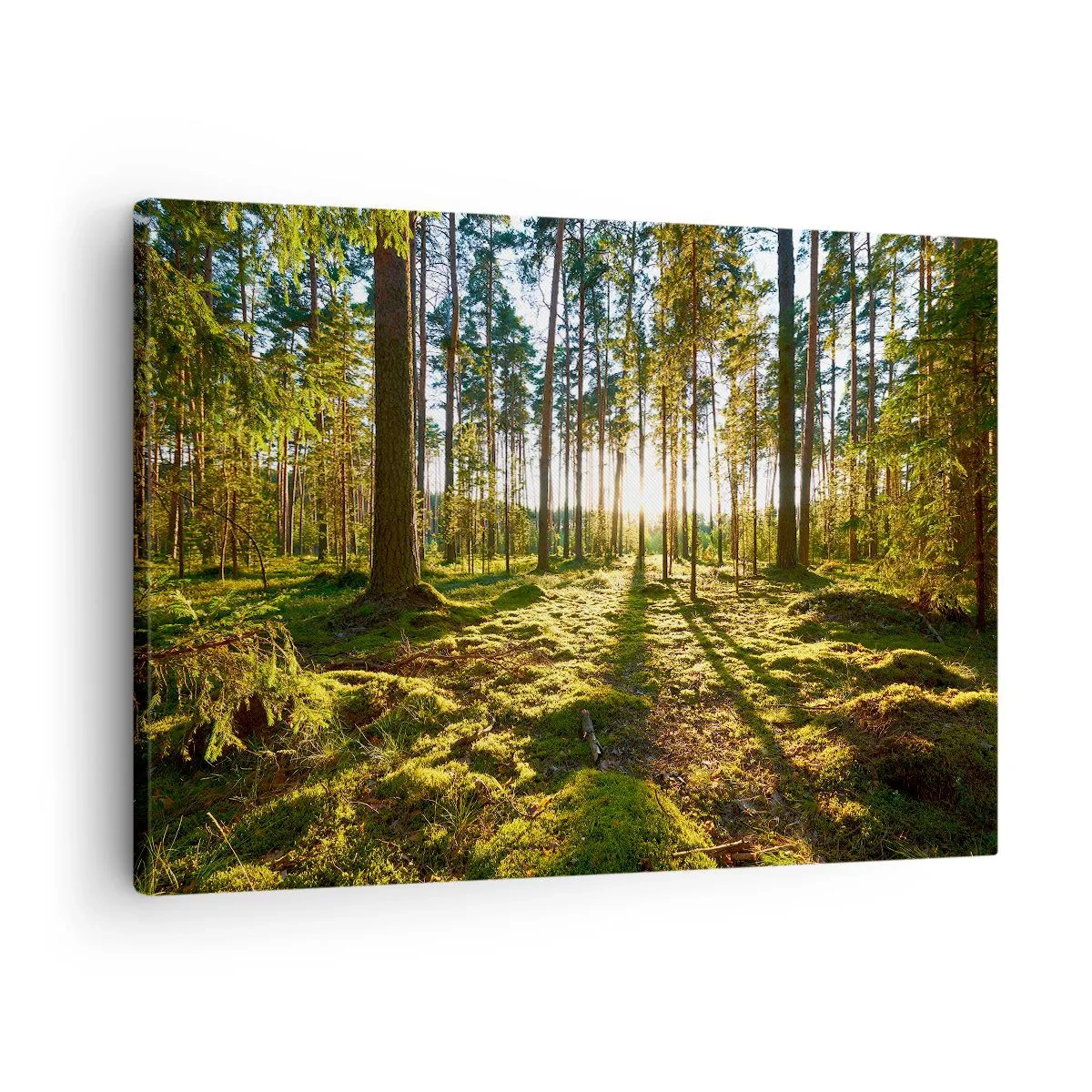 Quadro su tela - Stampe su Tela - Foresta verde illuminata dalla luce del sole sul muschio - 70x50cm - …dopo sette foreste - Decorazione murale moderna per soggiorno e camera da letto ARTTOR
