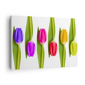 Quadro su tela - Stampe su Tela - Tulipani multicolori disposti in fila su uno sfondo bianco - 70x50cm - Composizione arcobaleno - Decorazione murale moderna per soggiorno e camera da letto ARTTOR