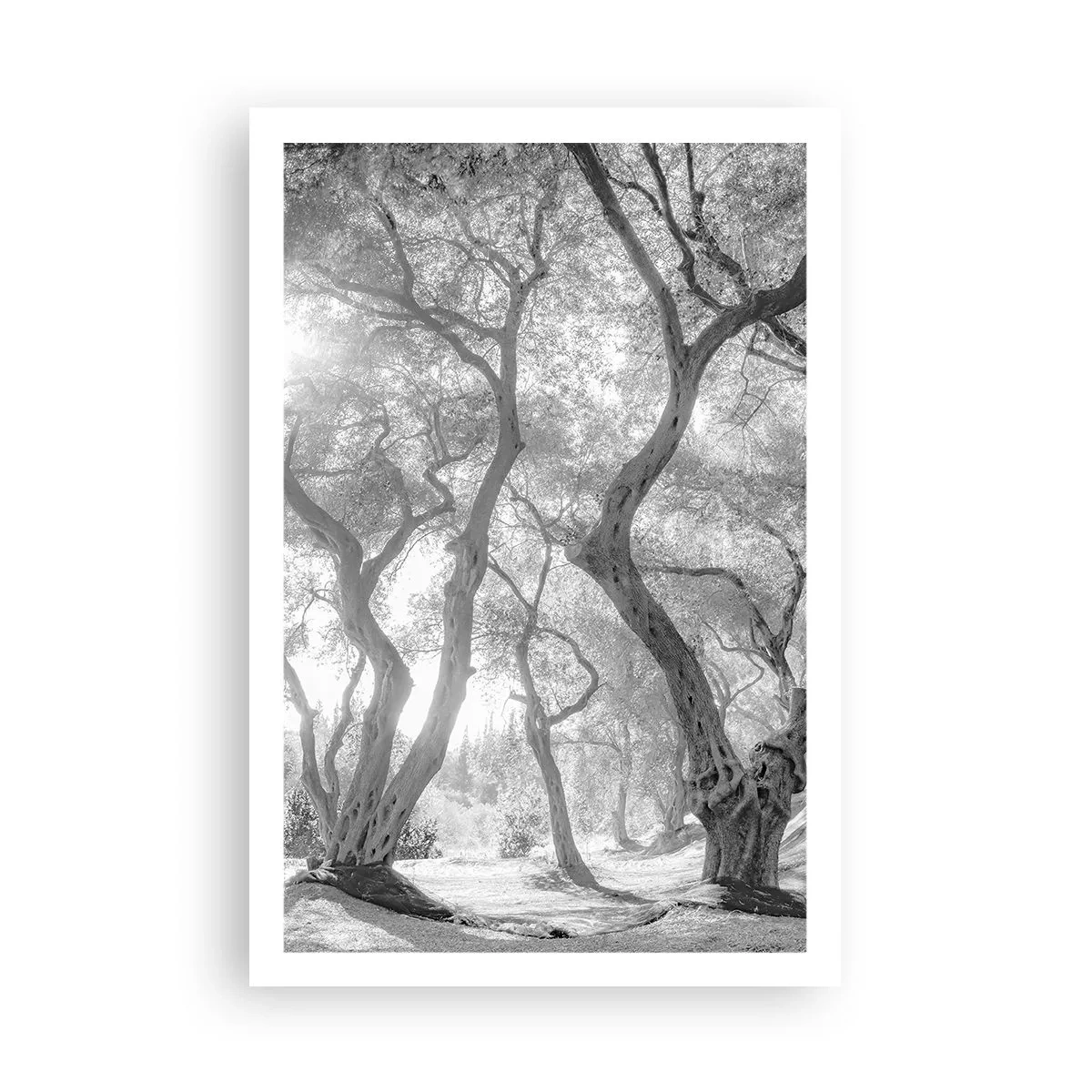 Poster - Nell'orto degli ulivi - 61x91 cm