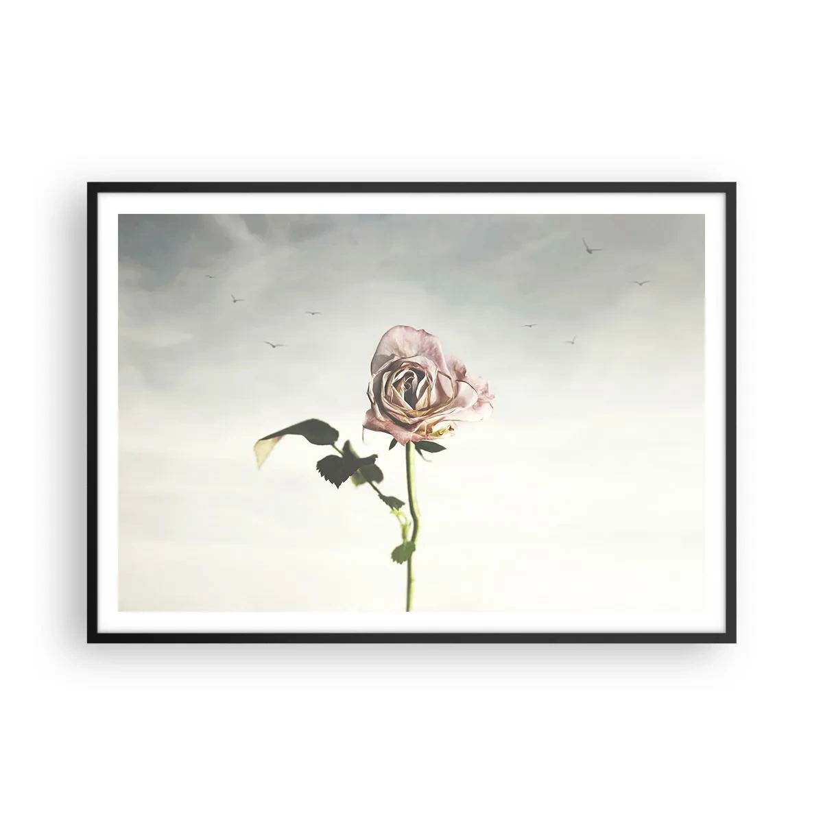 Poster in cornice nera - Una rosa delicata contro un cielo luminoso con uccelli che volano - 100x70cm - Il benvenuto alla primavera - Decorazione murale moderna per soggiorno e camera da letto ARTTOR