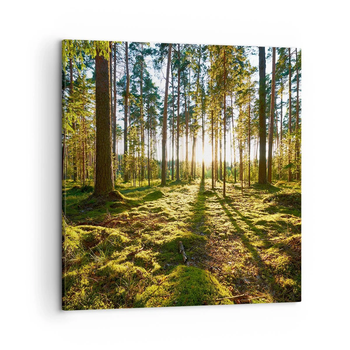 Quadro su tela - Stampe su Tela - …dopo sette foreste - 50x50 cm