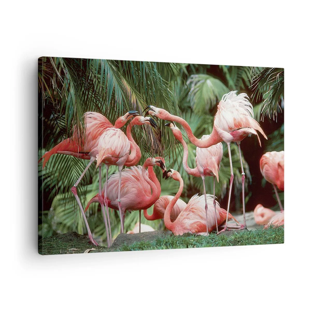 Quadro su tela - Stampe su Tela - Un gruppo di fenicotteri in un ambiente tropicale circondato da palme - 70x50cm - Pettegolezzi pomeridiani - Decorazione murale moderna per soggiorno e camera da letto ARTTOR