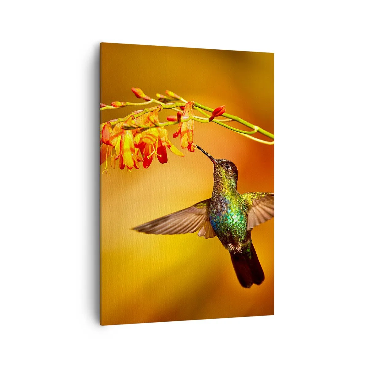 Quadro su tela - Stampe su Tela - Colibrì vicino a un fiore nella calda luce - 70x100cm - Messaggero di luce secondo i Maya - Decorazione murale moderna per soggiorno e camera da letto ARTTOR