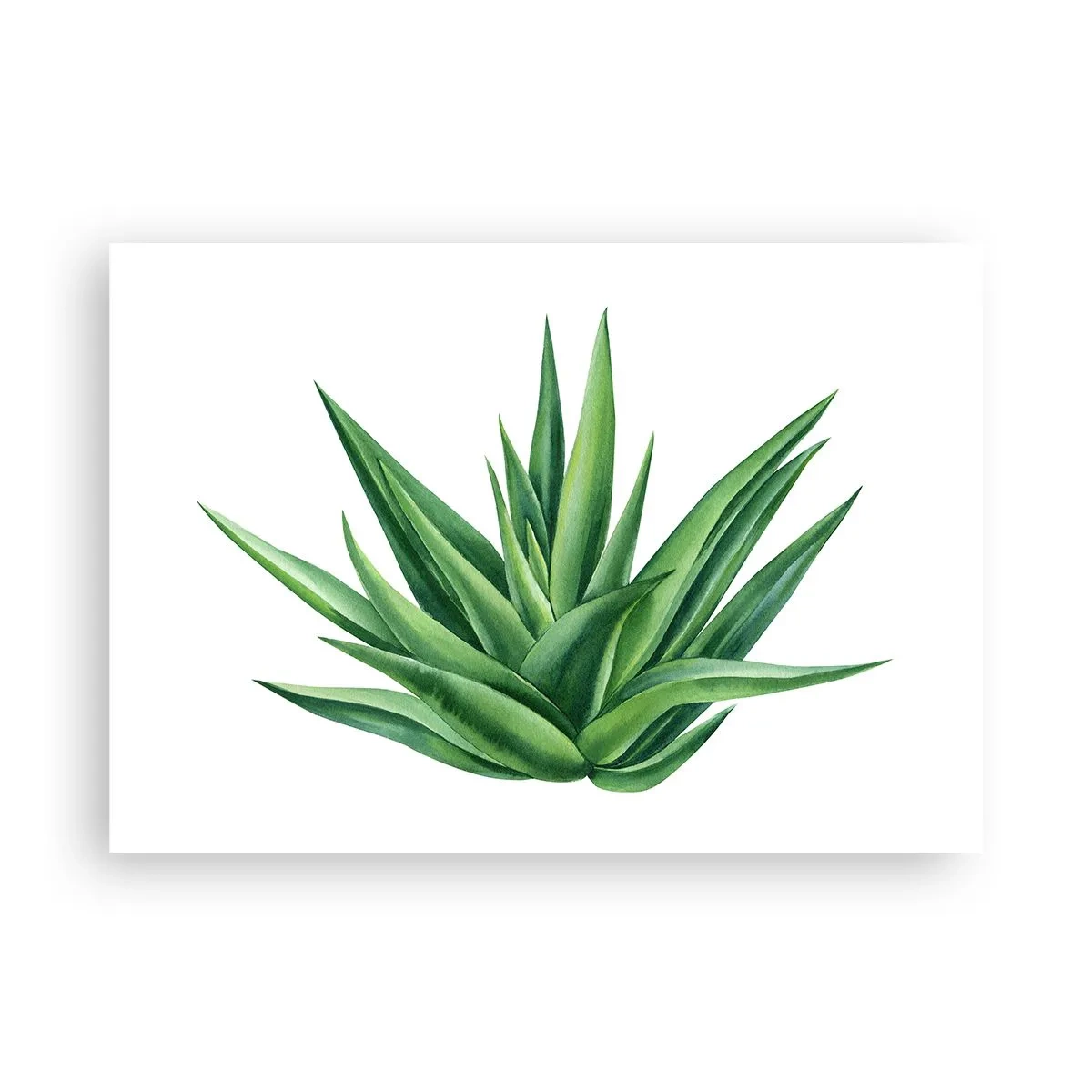 Poster - Una pianta verde succosa su uno sfondo bianco - 100x70cm - Verde - forza - vita - Decorazione murale moderna per soggiorno e camera da letto ARTTOR