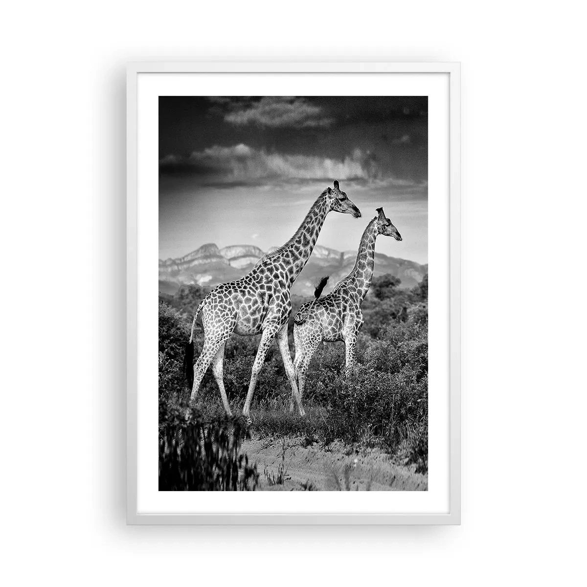 Poster in cornice bianca - Alta classe in Africa - 50x70 cm