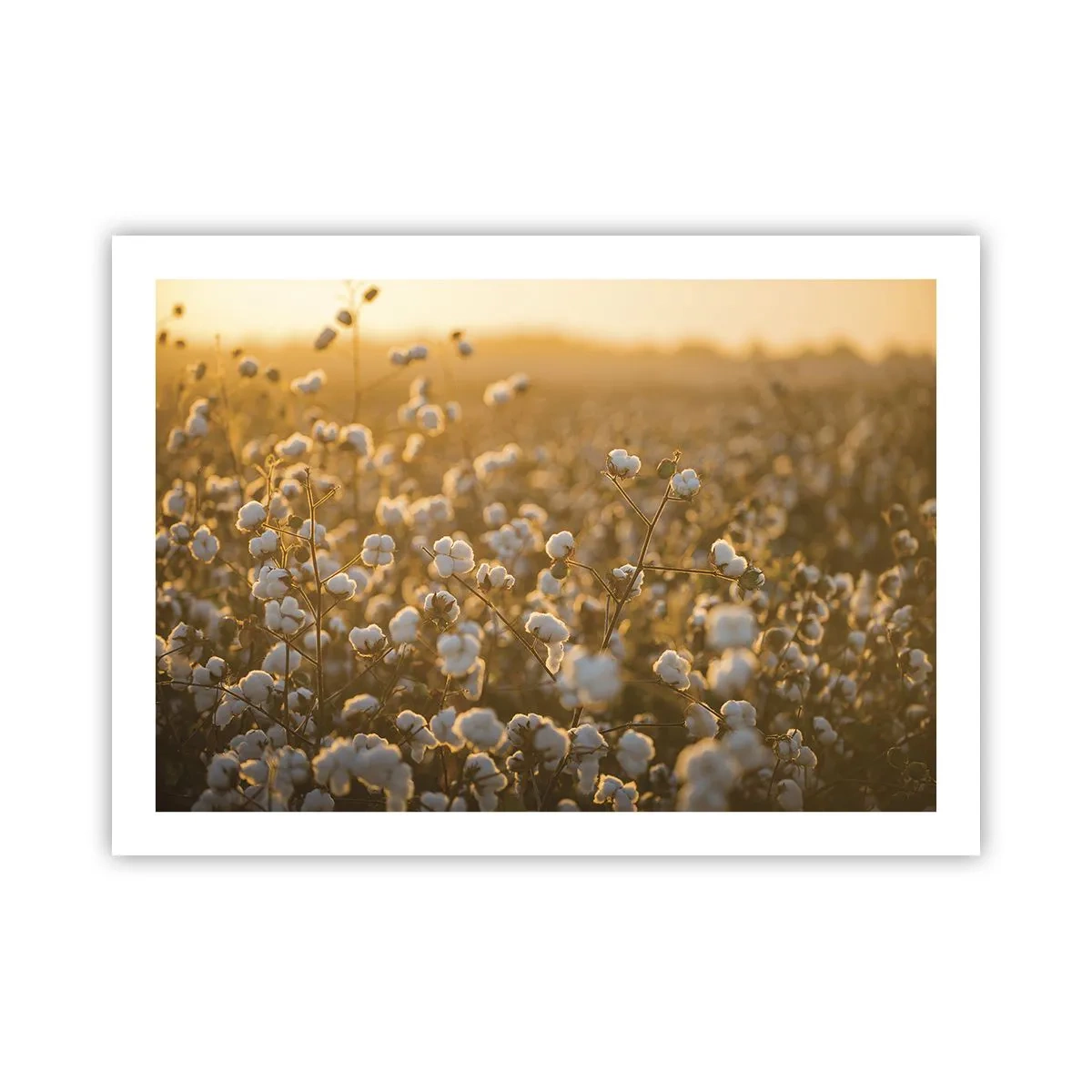 Poster - Campo di morbidezza - 70x50 cm