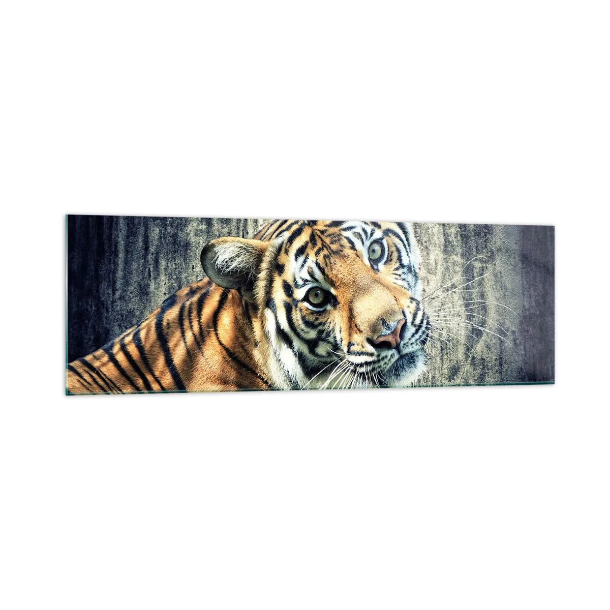 Quadro su vetro - Una tigre sdraiata contro un muro dalla consistenza ruvida - 160x50cm - Ritratto nei flussi di luce - Decorazione murale moderna per soggiorno e camera da letto ARTTOR