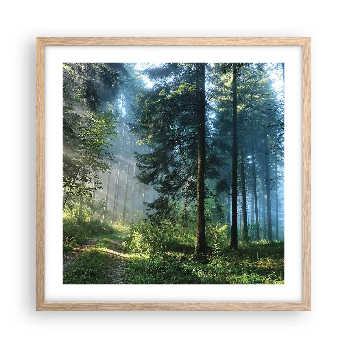 Poster in cornice rovere chiaro - Raggiante all'alba - 50x50 cm