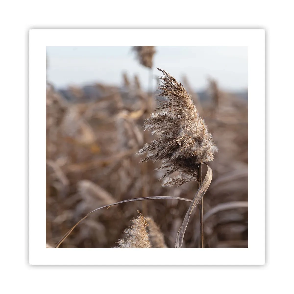 Poster - è tempo di volare col vento - 50x50 cm