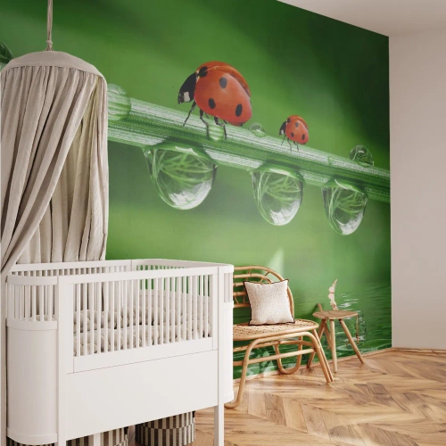 Fotomurali Premium Sand - Due coccinelle su un filo d'erba con gocce di rugiada - 100x70cm - In cammino per tutta l'estate - Decorazione murale moderna per soggiorno e camera da letto ARTTOR